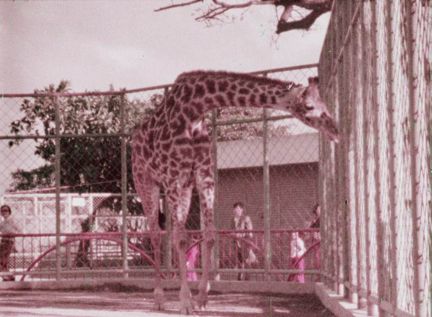 臺北圓山動物園Taipei Zoo